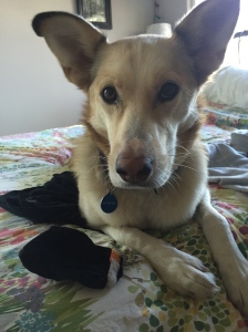 This is how River looks normally. His ears are huge! He is playing with a dog bootie.